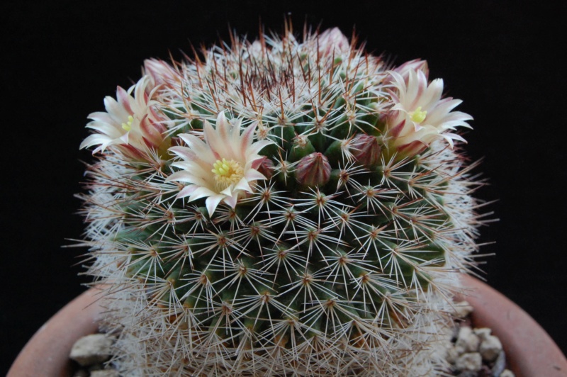 Mammillaria brandegeei ssp. gabbii 