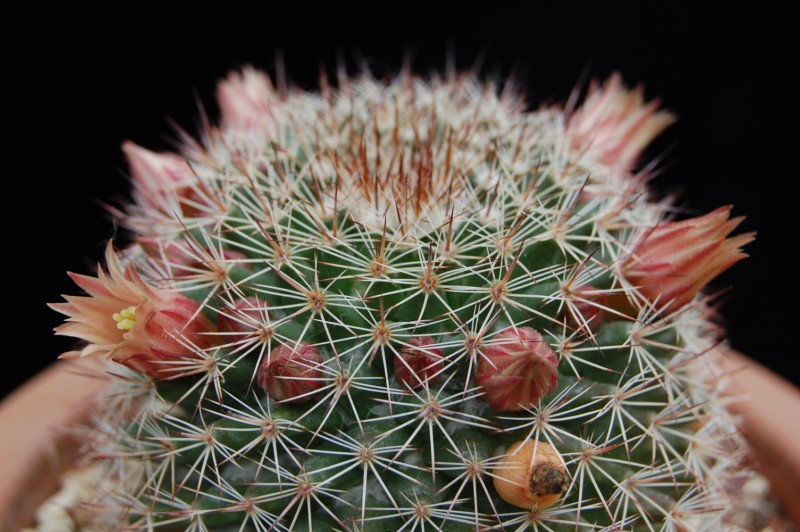 Mammillaria brandegeei ssp. gabbii 