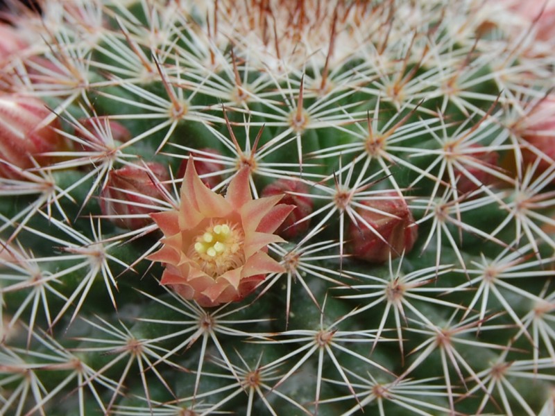 Mammillaria brandegeei ssp. gabbii 