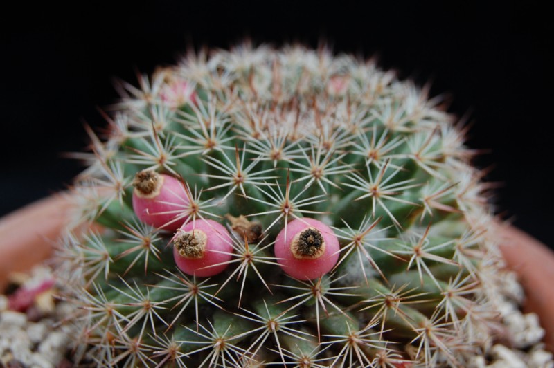 Mammillaria brandegeei ssp. gabbii 