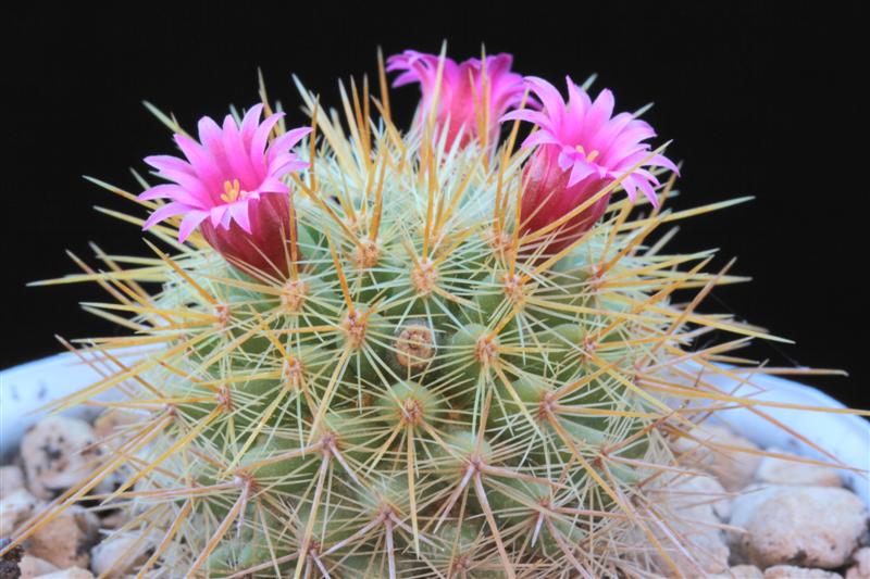 Mammillaria rekoi ssp. aureispina LAU 1055