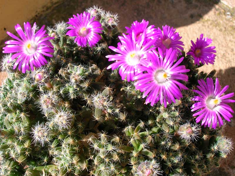 Trichodiadema densum 