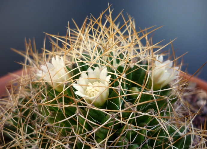 Mammillaria decipiens ssp. camptotricha 