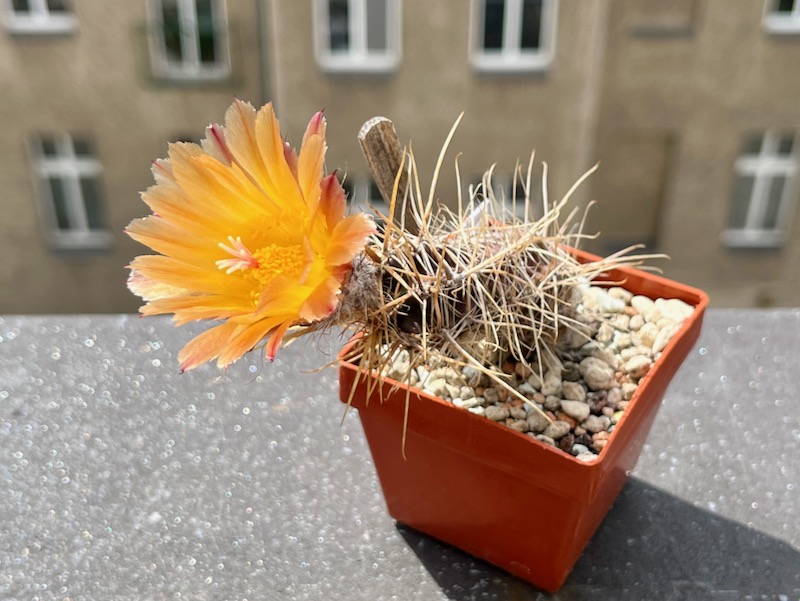 austrocactus aff. colloncurensis