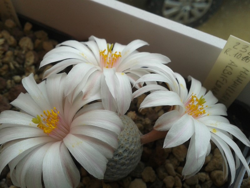 Mammillaria albiflora 