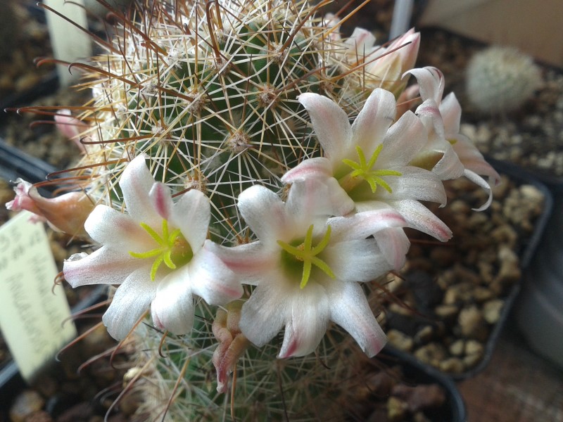 Mammillaria angelensis LAU 17