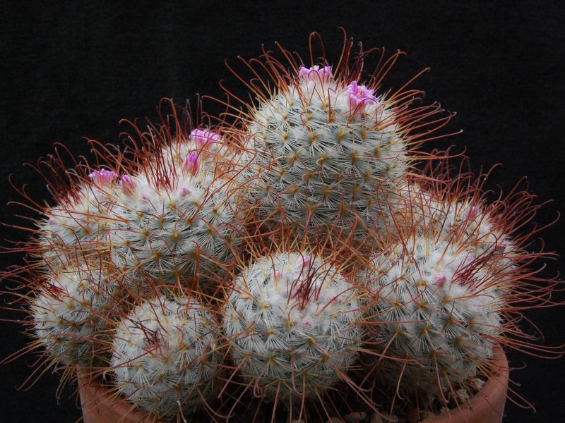 Mammillaria bombycina 