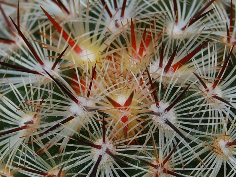 Mammillaria deherdtiana 