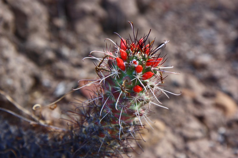 Mammillaria poselgeri 