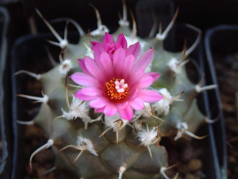 Turbinicarpus roseiflorus 