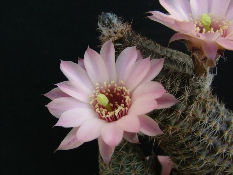 Rebutia pelzliana 