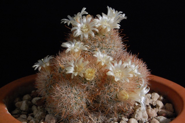 Mammillaria magallanii v. hamatispina 