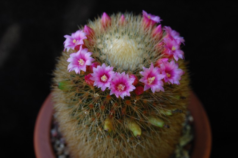 Mammillaria crassior 