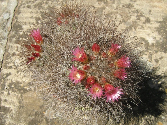 Mammillaria rekoi ssp. leptacantha 