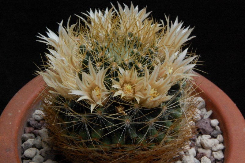 Mammillaria aurisaeta 