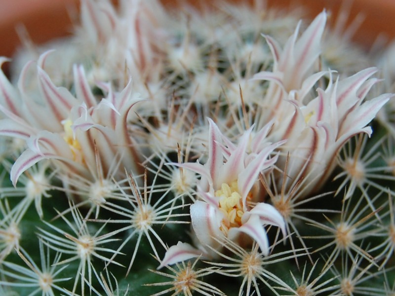 Mammillaria coahuilensis 