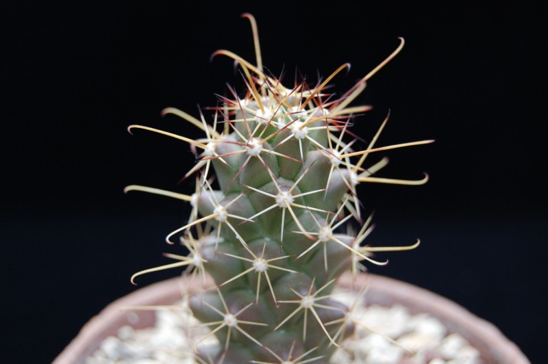 Mammillaria poselgeri LH 179