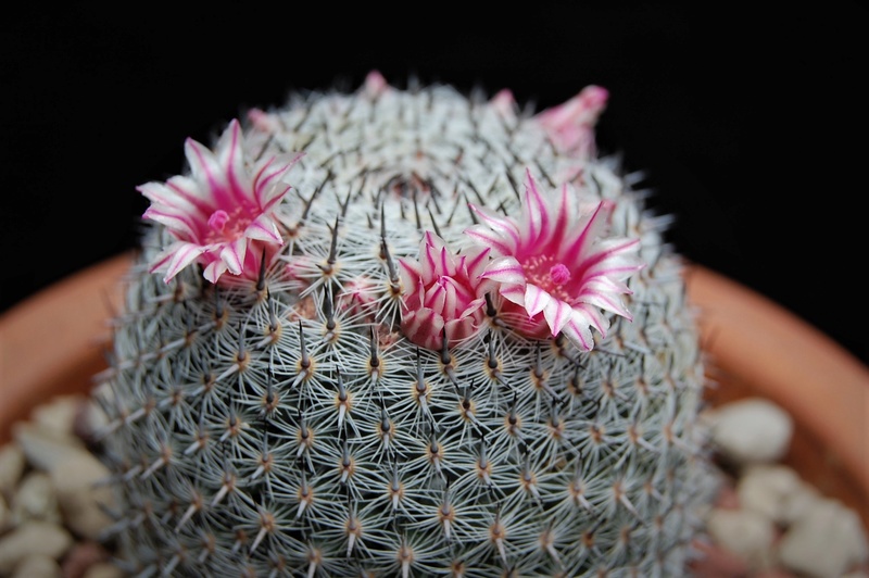 Mammillaria aff. formosa 