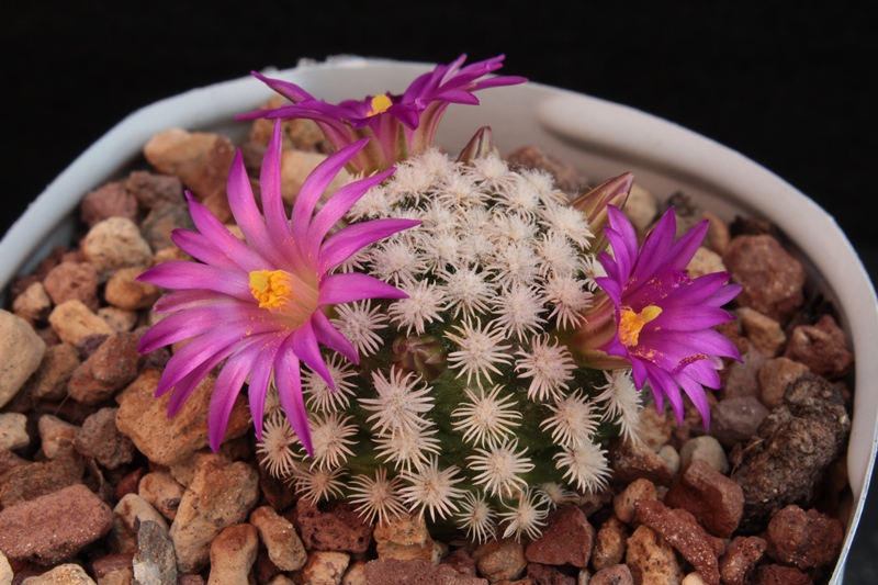 Mammillaria hernandezii 