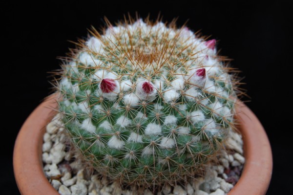 Mammillaria hertrichiana 