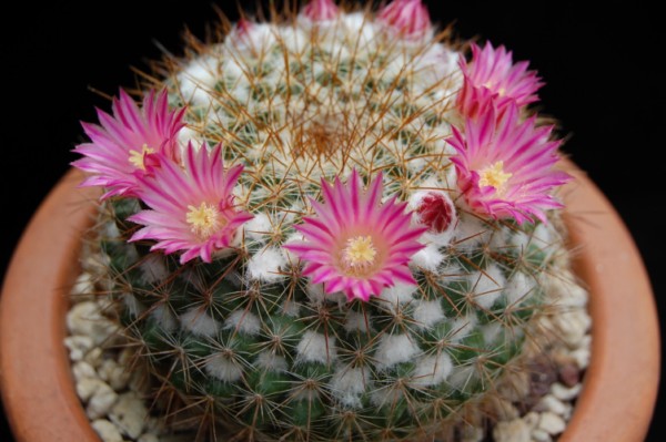 Mammillaria hertrichiana 