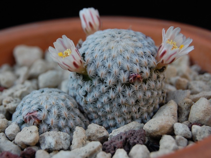 Mammillaria sanchez-mejoradae 