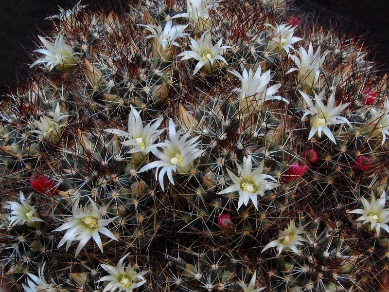 Mammillaria picta BZ 43