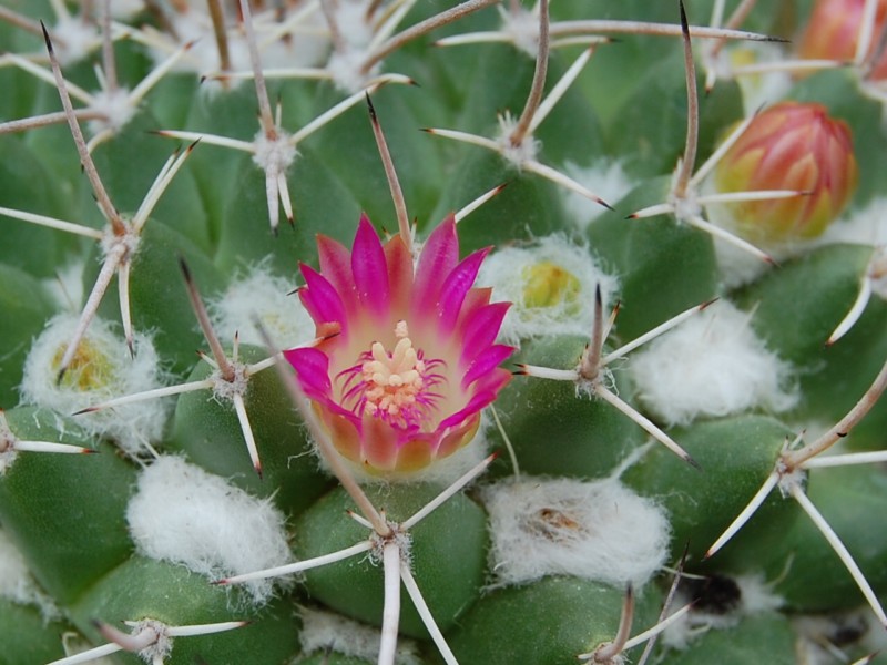 Mammillaria compressa ssp. centralifera BZ 27