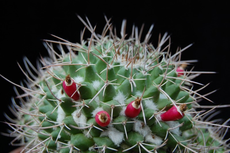 Mammillaria compressa ssp. centralifera BZ 27