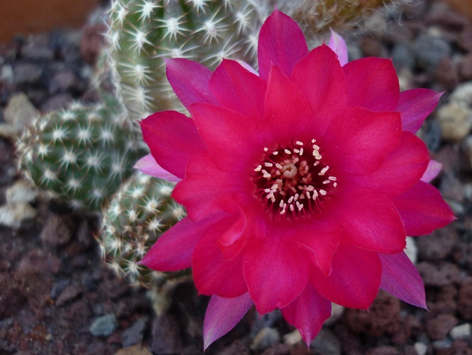 Chamaecereus cv. violet 