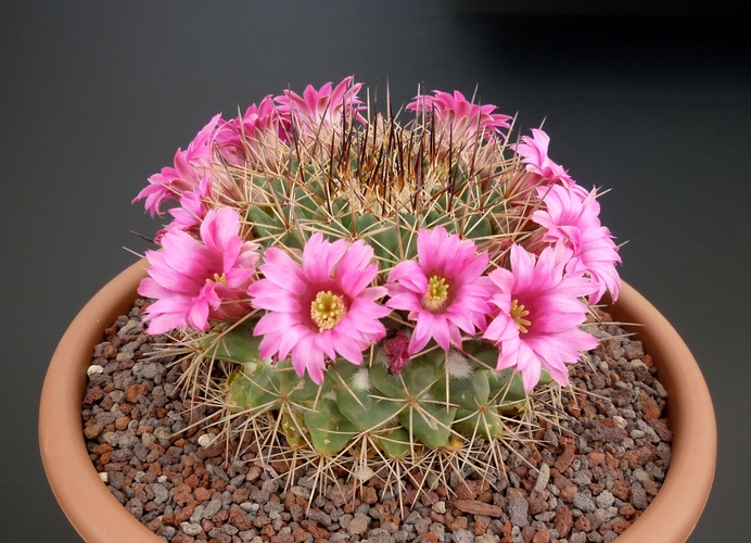 Mammillaria melanocentra 