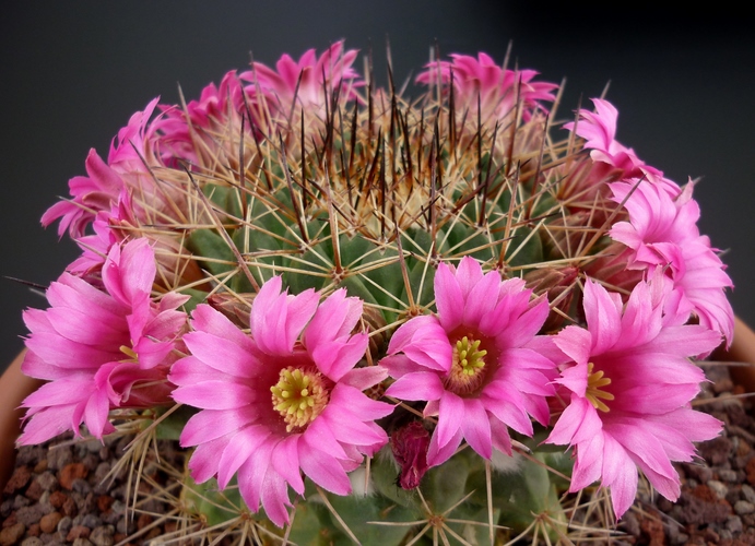 Mammillaria melanocentra 