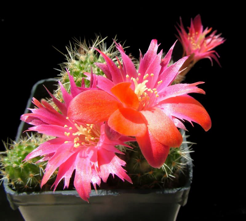 Rebutia steinmannii v. parvula 