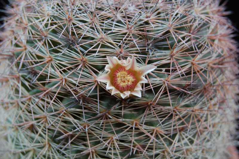 Mammillaria pachycylindrica 