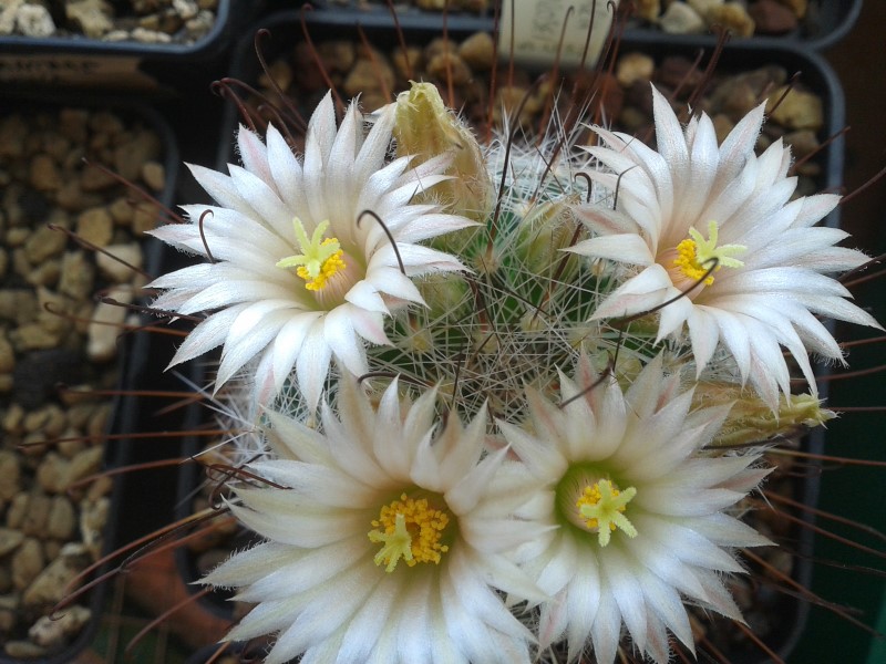 Mammillaria meridiorosei SB 1823