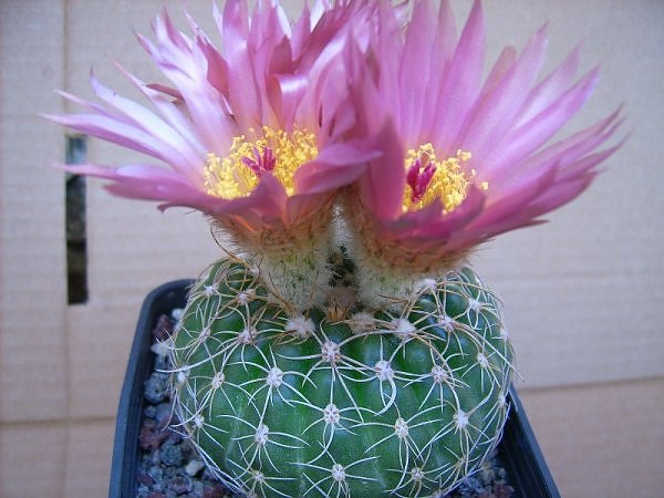 Parodia werneri 