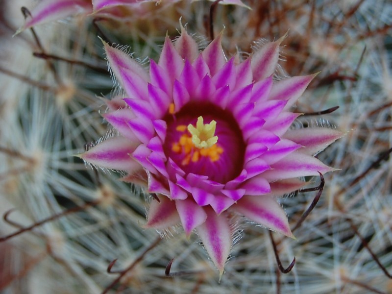 Mammillaria meridiorosei RP 78