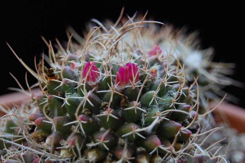 Mammillaria vallensis v. brevispina 