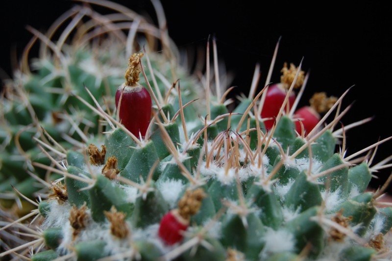 Mammillaria vallensis v. brevispina 