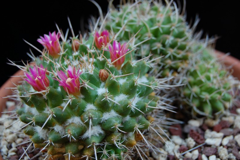 Mammillaria vallensis v. brevispina 