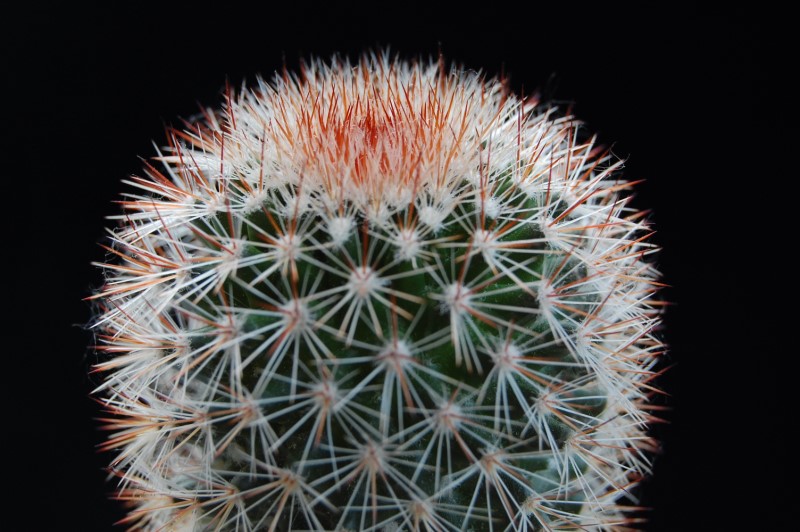 Mammillaria meyranii ML 646