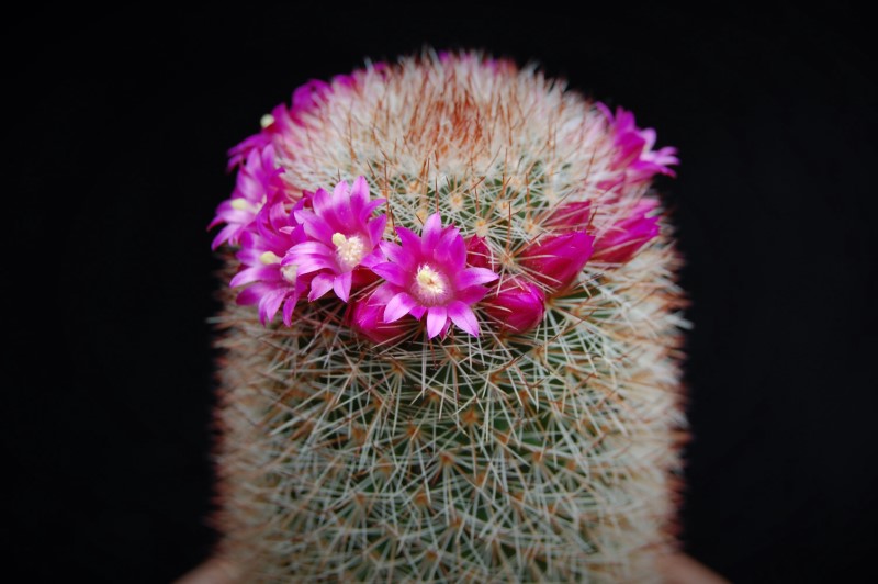 Mammillaria meyranii ML 646