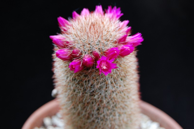 Mammillaria meyranii ML 646