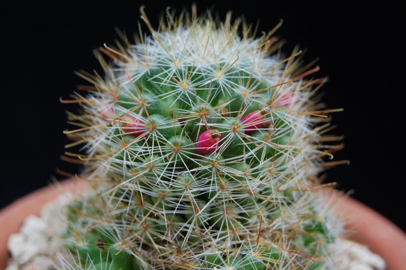 Mammillaria glochidiata v. xiloensis 