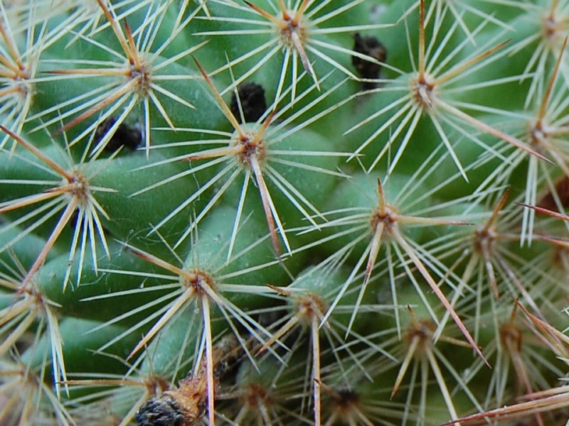 Mammillaria kladiwae 