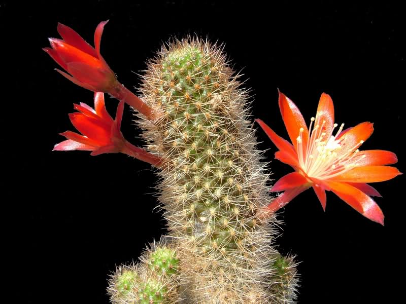 Rebutia fulviseta WR583