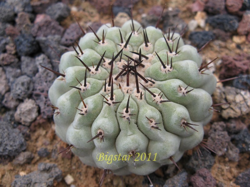 Copiapoa longistaminea 