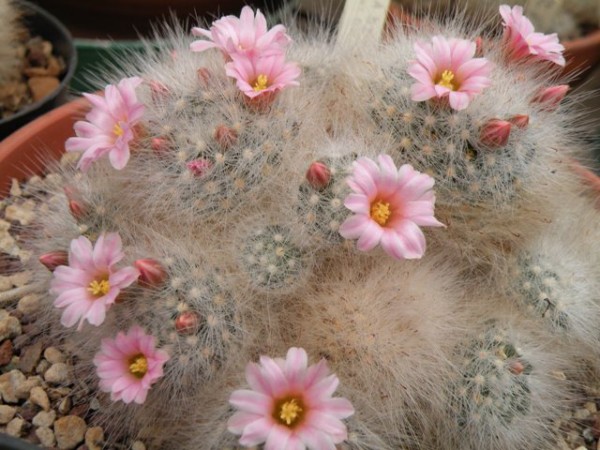 Mammillaria glassii ssp. ascensionis v. nominis dulcis 