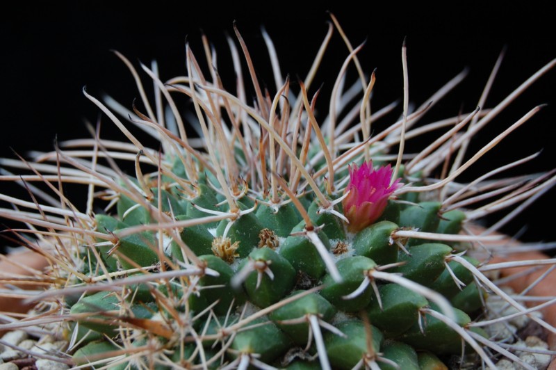 Mammillaria compressa ssp. centralifera REP 1140