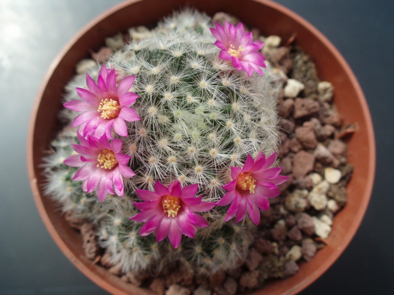 Mammillaria laui 